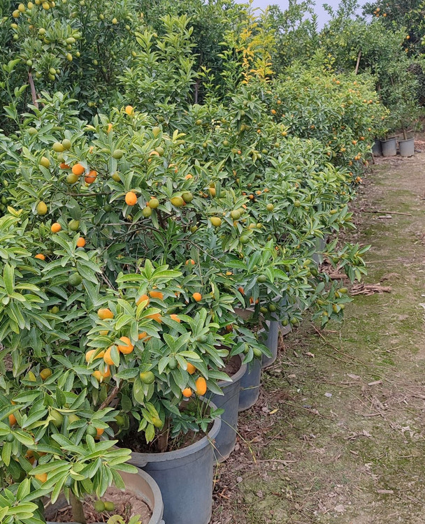 نهال سه ساله پرمحصول پایه c35 گلدان خیلی بزرگ